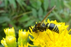 Euodynerus foraminatus