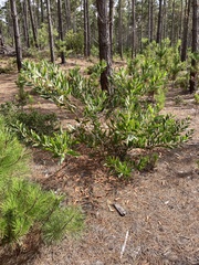 Acacia longifolia