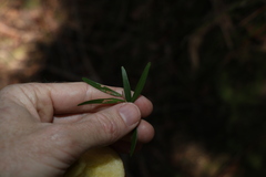 Leptospermum petersonii
