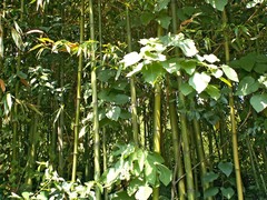 Bambusa vulgaris