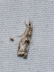 Microcrambus