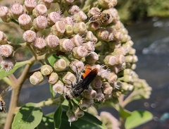 Dielis dorsata