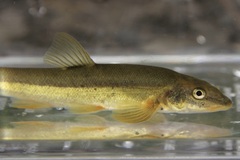 Rhinichthys cataractae