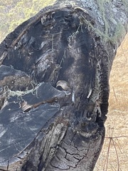 Thryomanes bewickii spilurus