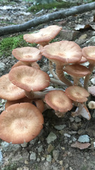Desarmillaria