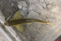 Rhinichthys cataractae