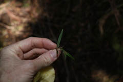 Leptospermum petersonii