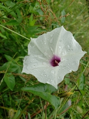 Ipomoea pandurata