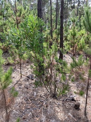 Acacia longifolia