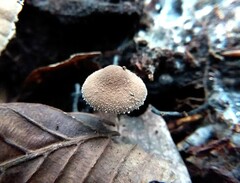 Melanophyllum haematospermum