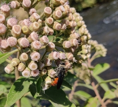 Dielis dorsata