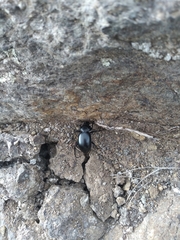 Calosoma laeve