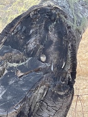 Thryomanes bewickii spilurus