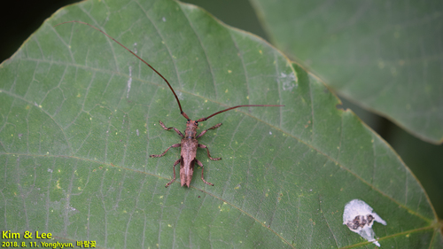 Ura Insect Genus Uraecha · iNaturalist