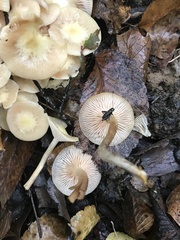 Desarmillaria tabescens