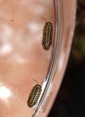 Armadillidium pictum