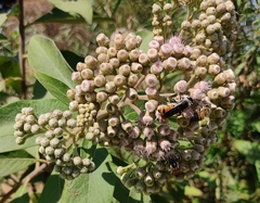 Dielis dorsata