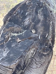 Thryomanes bewickii spilurus