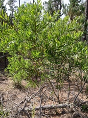 Acacia longifolia