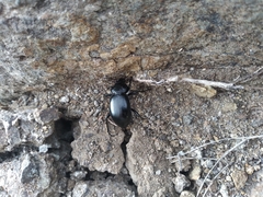Calosoma laeve