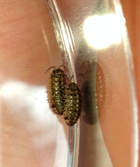 Armadillidium pictum