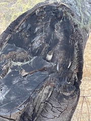 Thryomanes bewickii spilurus