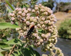 Dielis dorsata