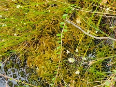 Vaccinium macrocarpon