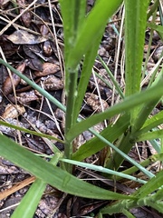 Chasmanthium sessiliflorum