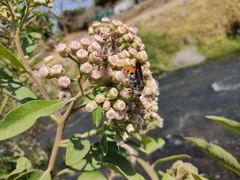 Dielis dorsata