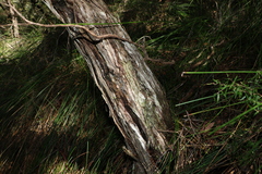 Leptospermum petersonii