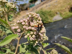 Dielis dorsata