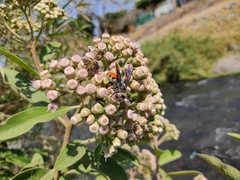 Dielis dorsata
