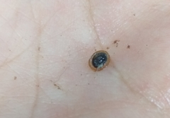 Ancylus fluviatilis