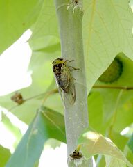 Megatibicen pronotalis