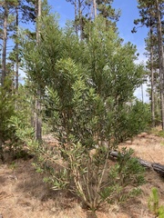 Acacia longifolia