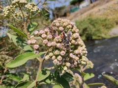 Dielis dorsata