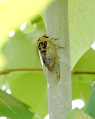 Megatibicen pronotalis