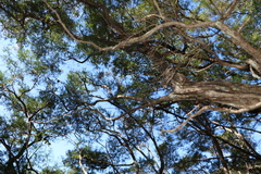 Leptospermum petersonii