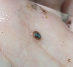 Ancylus fluviatilis