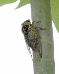 Megatibicen pronotalis