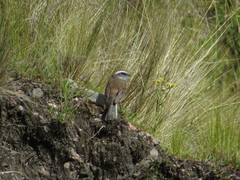 Ochthoeca leucophrys