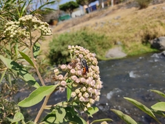 Dielis dorsata