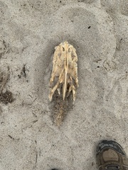 Sciaenidae