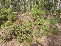 Acacia longifolia