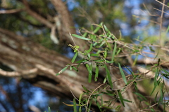 Leptospermum petersonii