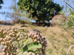 Dielis dorsata