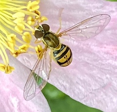 Toxomerus marginatus