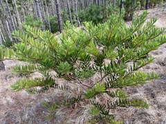Acacia longifolia