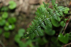Cheilanthes sieberi sieberi